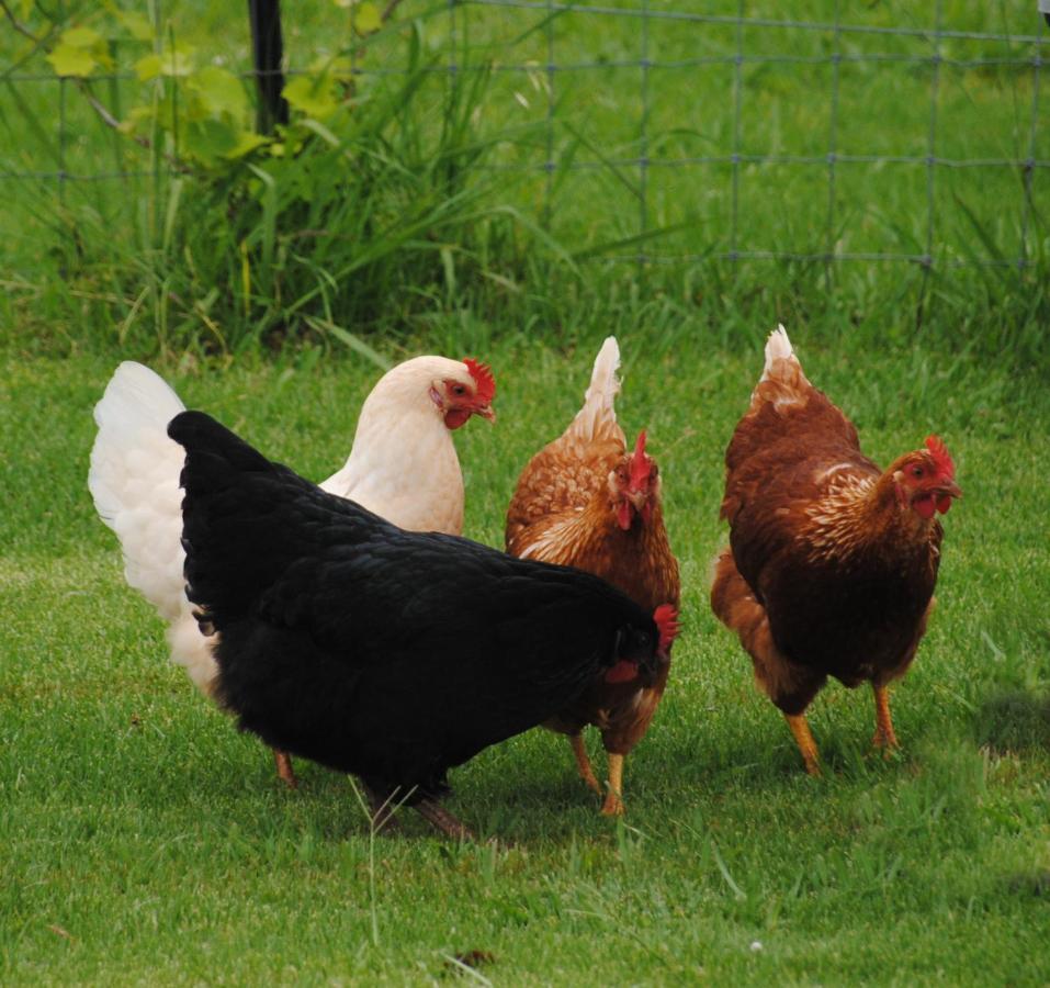 Green Acres B&B Beechmont Bagian luar foto